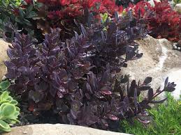 Hylotelephium 'Plum Dazzled' • World of ...