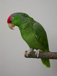 Bird And Pet Clinic Of Roseville Hours Pin On Birds Central South American Parrots