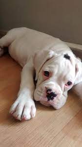 This White Boxer Pup I Saw Melted My Heart Boxer Puppies White Boxer Puppies Boxer Dogs