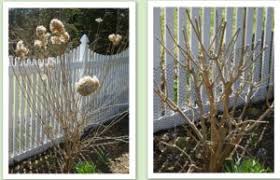 But it hasn't bloomed in three years. Pruning Your Hydrangeas Lorraine Ballato