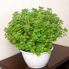 True oregano (origanum vulgare) produces foliage for use as a culinary herb. Growing Oregano Inside Your House How To Grow Oregano Indoors Dummer Garden Manage Gfinger Es La App De Jardineria Mas Profesional