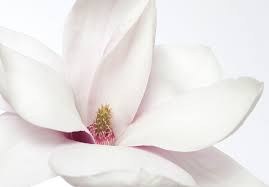 Buy teddy bear® southern magnolias online with delivery right to your doorstep. Little Gem Vs Teddy Bear Magnolia Trees Hunker Teddy Bear Magnolia Teddy Bear Magnolia Tree Magnolia Grandiflora Little Gem