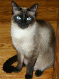 The siamese cat personality extends to a fondness for being close to their human companion. Siamese Cats Facts And Personality Siamese Cats Facts Siamese Kittens Cat Facts