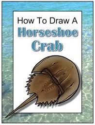 You can pledge to my patreon as sleek, shiny and oh my gods i don't know how to feel about the legs and pincers. How To Draw A Horseshoe Crab Horseshoe Crab Crab Drawings