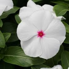 F1 Cobra Vinca Vinca Periwinkle Flowers Pretty Flowers