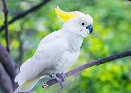 Burung yang masih memiliki kerabat dengan burung cucak rawa, cucak jenggot dan kutilang ini sering sekali kita jumpai bagi kicaumania mungkin ada yang belum faham akan cara membedaka trotoka jantan dan betina, saya akan sedikit berbagi siapa tau dapat bermanfaat bagi para saudara. Daftar Harga Burung Murah 2020 Terpopuler Di Indonesia