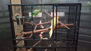 Charlie And Mittu Have New Furniture In Their Cage New Furniture Cage Parrot Training