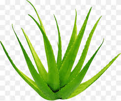 Because the latex has a bitter flavor and laxative effects, it is removed during processing using a stripping agent. Water Drops Near Aloe Vera Plant Illustration Lotion Aloe Vera Cream Cosmetics Aloe Cosmetics Taobao Straight Glass Gel Design Png Pngwing