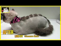 Ragdoll cat lion haircut :) find this pin and more on animals by 1. Ragdoll Cat Lion Cut Dino Cut Youtube