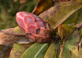 Image result for Protea madiensis