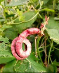 If you are looking for a place to learn english most authentically, and accurately, you have. Akidi Black Bean Da247ads