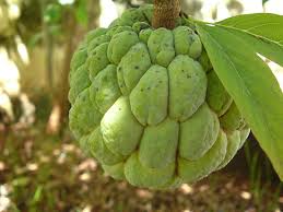 To the southeast is an island with a fire puzzle. Sweetsop Tree And Fruit Britannica