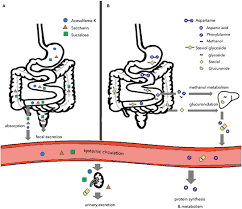 Splenda has shown no adverse reactions in testing until the amount consumed was equal to 4,000 packets a day. Frontiers The Impact Of Artificial Sweeteners On Body Weight Control And Glucose Homeostasis Nutrition