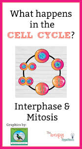 What Happens In The Cell Cycle Interphase Mitosis Review Cell Cycle Mitosis Cell Cycle Activity