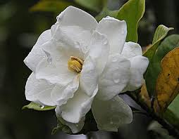 Roses come in different colours like pink, white, yellow and. Top 10 Best Wedding Flowers In The World The Mysterious World
