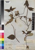 Image result for Melastomastrum