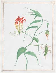 Image result for Gloriosa superba