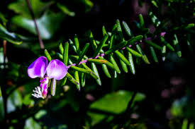 Image result for Polygala gazensis