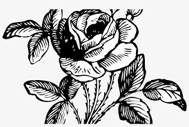 Illustration of vintage peony flowers seamless colored flowers for textile; Black And Grey Roses Drawing At Getdrawingscom Free Flower Bouquet Black And White Transparent Png 1368x855 Free Download On Nicepng