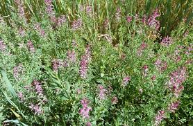 A purple cbd flower is therefore neither stronger nor of better quality, nor more concentrated in cbd. Fumitory Weeds Bayer Crop Science New Zealand