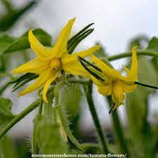 Blossom drop happens because it's too cold or too hot. Tomato Flowers But No Fruit Or No Tomato Flowers 9 Troubleshooting Tips