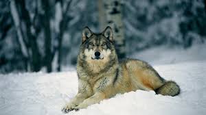 Choose from hundreds of free wolf pictures. 60 Wolf Wallpapers Hd 4k 5k For Pc And Mobile Download Free Images For Iphone Android