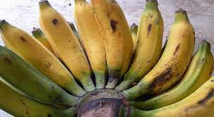 Pisang goreng menjadi salah satu makanan yang sangat merakyat, sebab banyak digemari oleh masyarakat indonesia. Https Lifestyle Okezone Com Read 2015 07 07 298 1177598 Gorengan Pisang Paling Pas Pakai Pisang Uli