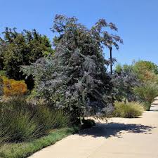 Image result for Acacia montigena