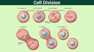 The two basic stages of cell cycle are interphase and cell division. Cell Division Mitosis Meiosis And Different Phases Of Cell Cycle