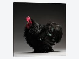 They love being around humans and are incredibly cuddly and intelligent. Frizzle Cochin Bantam Canvas Print By Chicken Icanvas