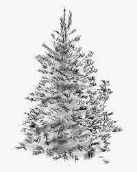 To draw a christmas tree, start by drawing an isosceles triangle in pencil. Concolor Fir Sketch Christmas Tree Hd Png Download Transparent Png Image Pngitem