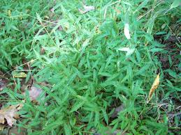 Image result for Microstegium