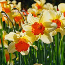 Seeds Narcissus White Daffodil Double Duo Spring Plant Flower Decor 100pcs Spring Planting Flowers Daffodil Bulbs Bonsai Flower