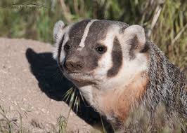 What is an american badger? American Badger Images On The Wing Photography