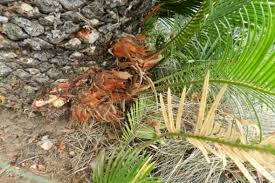 The sago palm is a cold hardy palm that can survive brief periods of freezes and cold snaps. How To Care For A Sago Palm And Why They Are So Difficult Dengarden