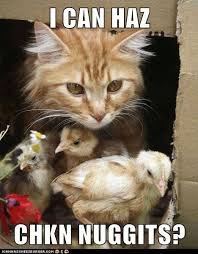 Copy this chicken nugget meme, post on your facebook and get everyone to your social! Cats Eat Chicken Nuggets