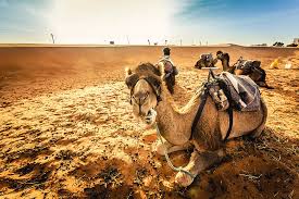 Camel caravan going through the sand dunes in the sahara desert, morocco stock photo 186338936. Camels Caravan In The Sahara Desert At By Zodebala