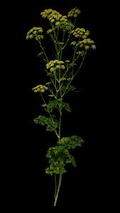 Image result for Petroselinum