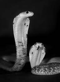 Chinese Cobra Beeeelj Animals Animals Wild Reptiles And Amphibians