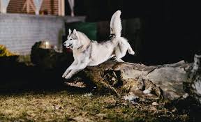 The average sheltie puppy costs between $600 and $6000. 8 Wolf Like Dog Breeds Huskies Wolfdogs And More