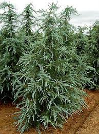 Check spelling or type a new query. Cedrus Deodara Sanders Blue Blue Himalayan Cedar Cedrus Deodara Fairy Garden Plants Evergreen Garden