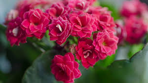 Image result for Kalanchoe