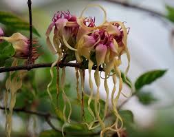 Image result for Strophanthus sarmentosus
