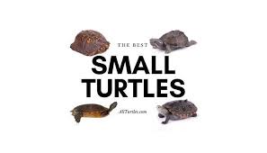 There are tortoises that live on land. 7 Small Turtles That Make Great Pets All Turtles