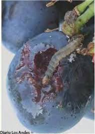 Image result for Lobesia botrana grapevine