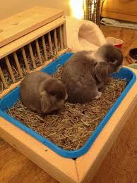 String yarn through like so. 40 Hay Rack Litter Box Ideas Hay Racks Litter Box Bunny Care
