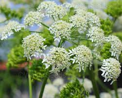 Image result for Heracleum