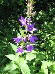 Die ganze vielfalt der stauden im lubera® gartenshop. Glockenblumen Wikipedia