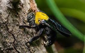 Carpenter bees are often mistaken for bumble bees but, unlike bumblebees which are very social, carpenter bees are a solitary insect. Carpenter Bees A Guide To Dallas North Tx Stinging Insect Control