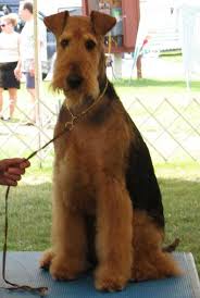 Explore 2 listings for airedale puppies for sale uk at best prices. Airedale Terrier Breed Information History Health Pictures And More